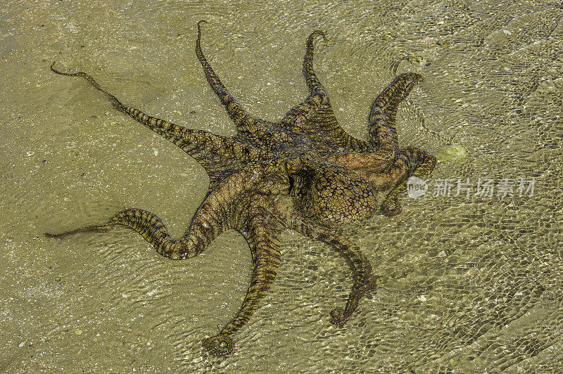 双斑章鱼(Octopus bimaculoides)，也被称为“比麦克章鱼”，是一种生活在加利福尼亚南部到墨西哥海岸的章鱼。